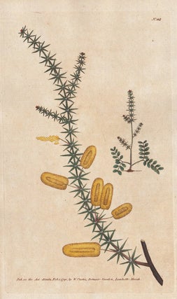 Item #2636 Mimosa Verticillata-Whorled-Leaved Mimosa. Anon