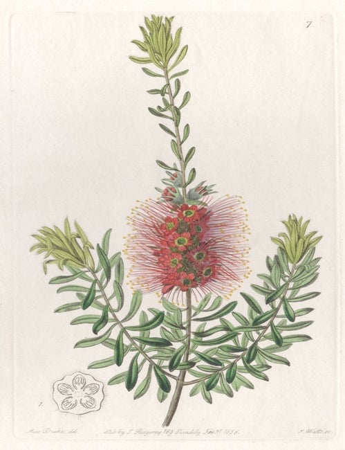 Item #2692 Callistemon microstachyum - Small-spiked Callistemon. S Watts after M. Hart.