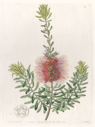 Callistemon microstachyum - Small-spiked Callistemon. S Watts after M. Hart.