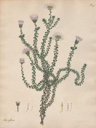 Item #2722 Aster Reflexus - Reflexed-leaved Starwort. Henry C. Andrews