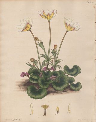 Item #2723 Anemone Palmata - Cyclamen-leaved Portugal Anemone. Henry C. Andrews