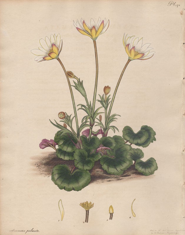 Item #2723 Anemone Palmata - Cyclamen-leaved Portugal Anemone. Henry C. Andrews, 1770 - 1830.