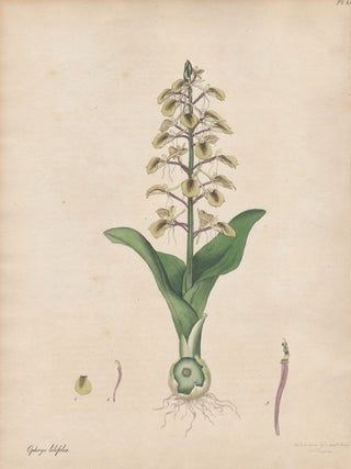 Item #2724 Ophrys lilifolia - Lily-leaved Ophrys (Orchid). Henry C. Andrews