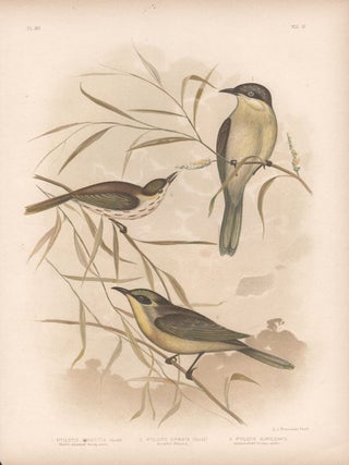Item #2725 Broinowski - Honey-Eaters. Gracius Joseph Broinowski