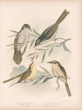 Item #2726 Broinowski - Honey-Eaters. Gracius Joseph Broinowski