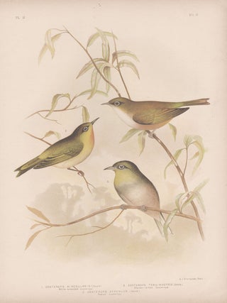 Item #2727 Broinowski - Zosterops. Gracius Joseph Broinowski