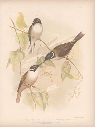 Item #2728 Broinowski - Honey-eaters. Gracius Joseph Broinowski