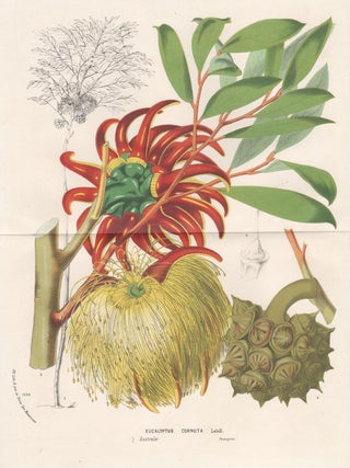 Item #2742 Eucalyptus Cornuta Labill. Anon