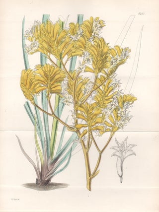 Item #2751 Anigozanthus Pulcherrimus – Beautiful Yellow Anigozanthus (Anigozanthos). Walter...