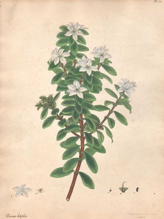 Item #2771 Diosma Latifolia - Broad-Leaved Diosma. Henry C. Andrews