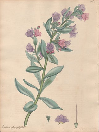 Item #2774 Echium Glaucophyllum - Sea-green-leaved Viper's Bugloss. Henry C. Andrews