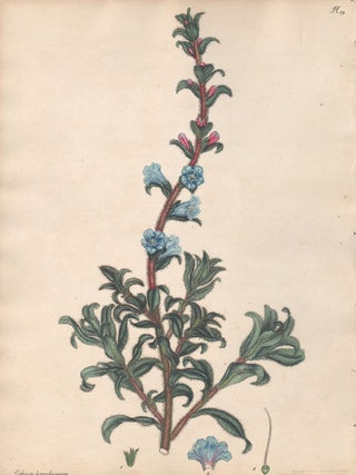 Item #2775 Echium Ferocissimum - Prickly Viper's Bugloss. Henry C. Andrews