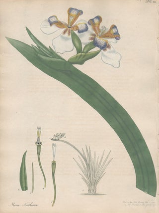 Item #2776 Moraea Northiana - Northian Moraea. Henry C. Andrews