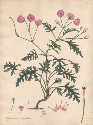 Item #2777 Geranium Crassifolium - Thick-leaved Geranium. Henry C. Andrews