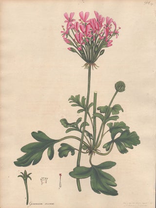 Item #2778 Geranium Roseum - Rosy Geranium. Henry C. Andrews