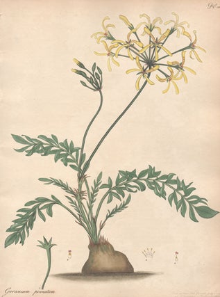 Item #2779 Geranium Pinnatum - Winged Leaved Geranium. Henry C. Andrews