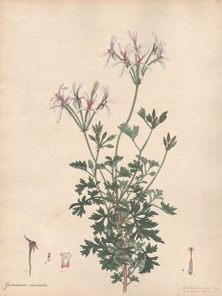 Item #2780 Geranium Incisum - Jagged-Leaved Geranium. Henry C. Andrews