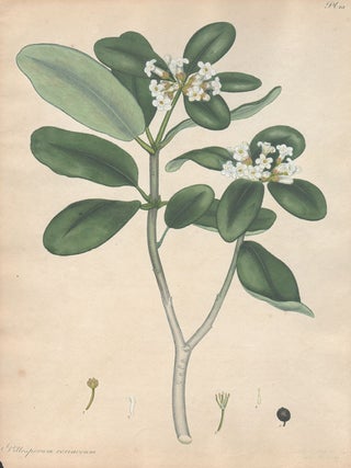 Item #2781 Pittosporum Coriaceum - Thick-Leaved Pittosporum. Henry C. Andrews