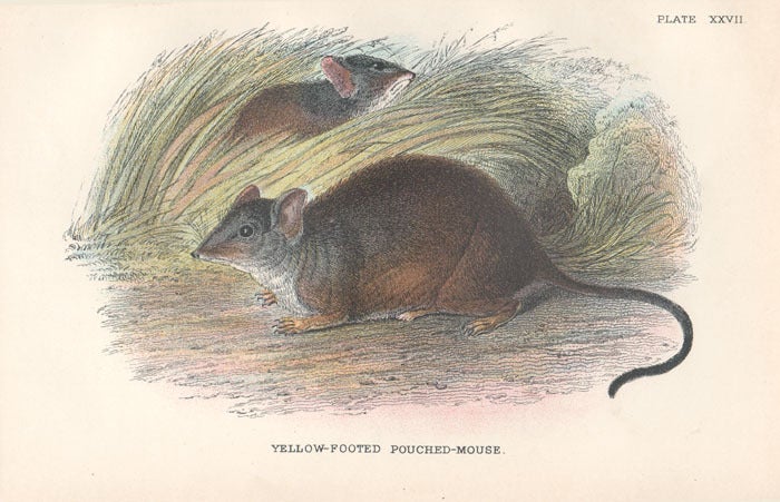 Yellow Footed Pouched Mouse | Richard Lydekker