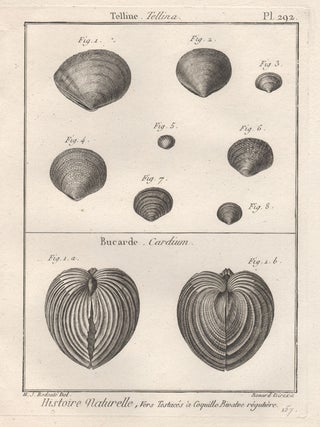 Item #2978 Histoire Naturelle - Shells. Robert Benard after Henry Joseph Redoute