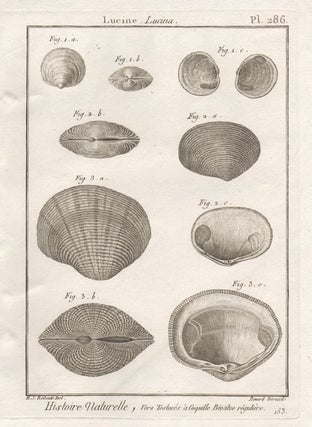 Item #2981 Histoire Naturelle - Shells. Robert Benard after Henry Joseph Redoute