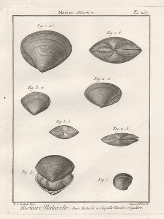 Item #2982 Histoire Naturelle - Shells. Robert Benard after Henry Joseph Redoute