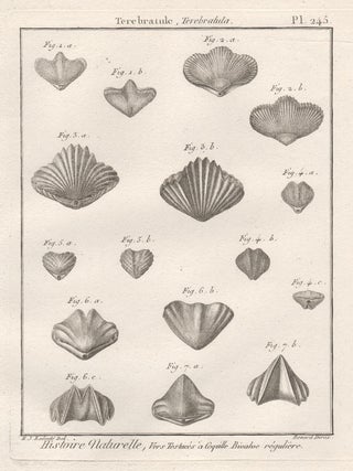 Item #2983 Histoire Naturelle - Shells. Robert Benard after Henry Joseph Redoute