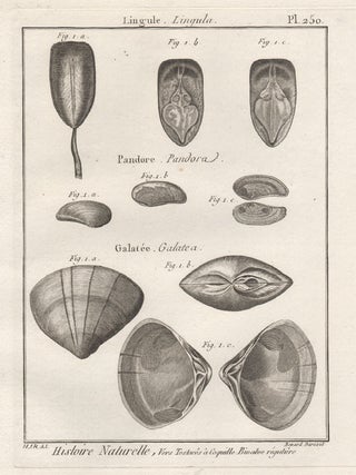 Item #2984 Histoire Naturelle - Shells. Robert Benard after Henry Joseph Redoute