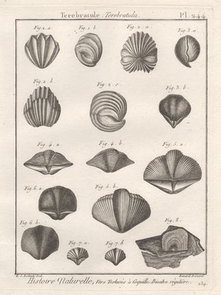 Item #2987 Histoire Naturelle - Shells. Robert Benard after Henry Joseph Redoute