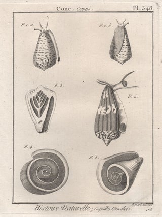 Item #2991 Histoire Naturelle - Shells. Robert Benard, engraver