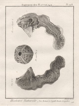 Item #2993 Histoire Naturelle - Shells. Robert Benard, engraver