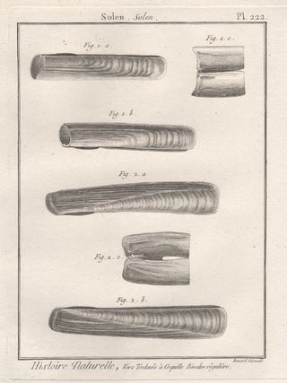 Item #2994 Histoire Naturelle - Shells. Robert Benard, engraver