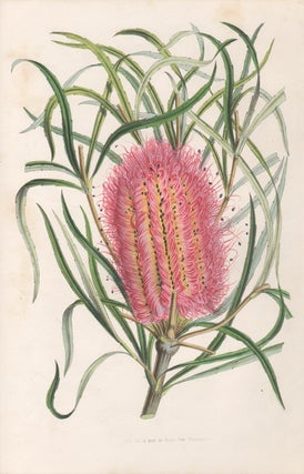 Item #3104 Banksia occidentalis - Red Swamp Banksia. Ambroise Colette Alexandre Verschaffelt,...