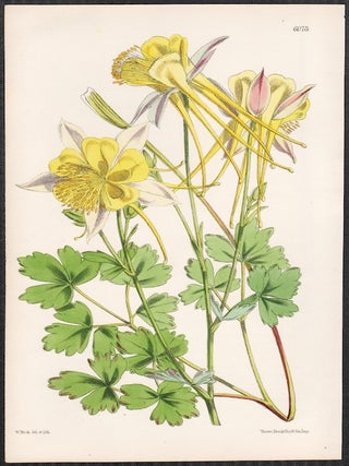 Item #3135 Aquilegia Leptoceras Var Chrysantha. Walter Hood Fitch