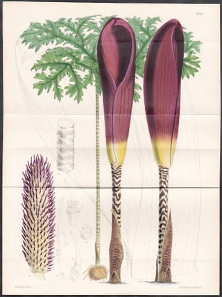 Item #3136 Godwinia Gigas. Walter Hood Fitch
