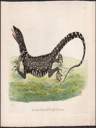 Item #3140 The Monitory Lizard. Frederick Polydore Nodder, fl.1770 – 1800