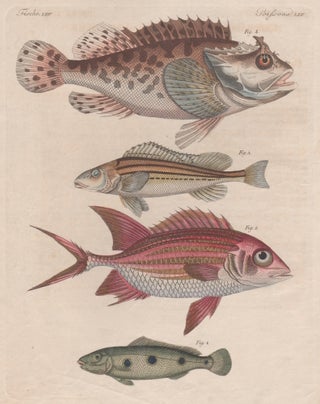 Item #3141 Fish. Friedrich Justin Bertuch, publisher