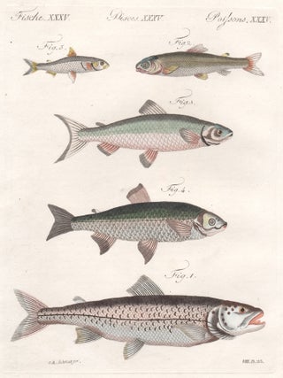 Item #3142 Fish. Friedrich Justin Bertuch, publisher