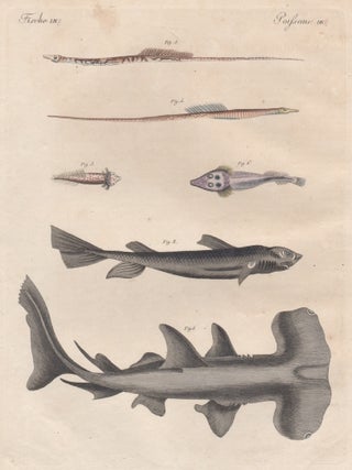 Item #3144 Hammerhead Shark. Friedrich Justin Bertuch, publisher