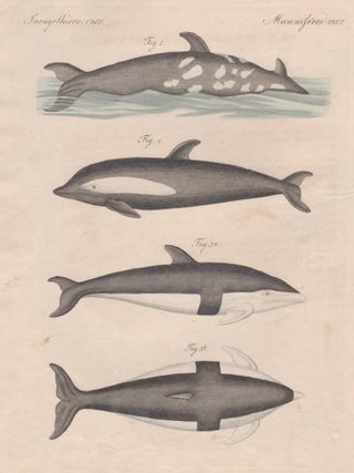 Item #3145 Whales. Friedrich Justin Bertuch, publisher