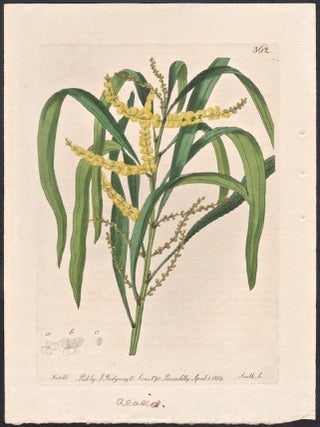 Item #3161 Acacia Longiifolia - Long-leaved Acacia. Smith after M. Hart