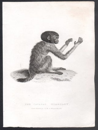 Item #3205 The Cacajao, Humboldt (Uakari). Anon