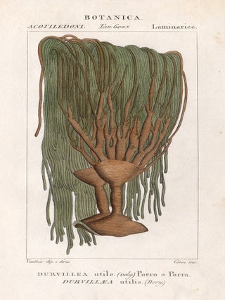 Item #3264 Durvillea utilis Bory (New Zealand Giant Kelp - Durvillea antartica). Corsi after...