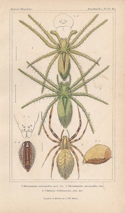 Item #3357 Spiders - Micronmata and Uloborus. Anon