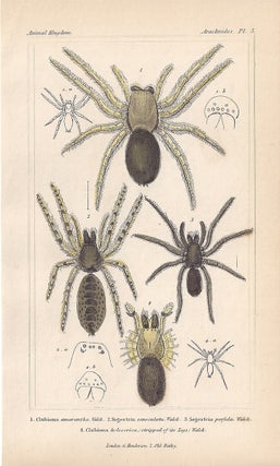 Item #3362 Spiders - Clubiona and Segestria. Anon
