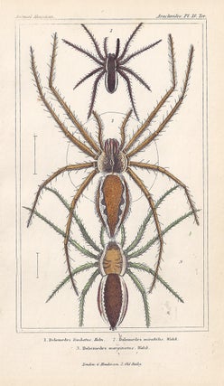 Item #3365 Spiders - Dolomedes. Anon