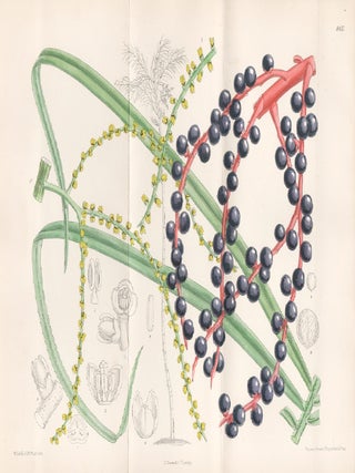 Item #3386 Chamaedorea Glaucifolia. John Nugent Fitch after Matilda Smith