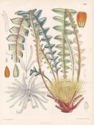 Item #3421 Dryandra Calophylla (Banksia Calophylla). John Nugent Fitch after Matilda Smith