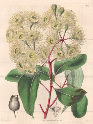 Item #3428 Eucalyptus Splachicarpon - Splachnum-fruited Eucalytpus, or Gum Tree. Swan after...