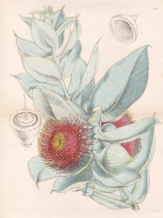 Item #3429 Eucalyptus Macrocarpa - Large-fruited Eucalyptus, or Gum Tree. Walter Hood Fitch